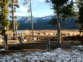 Horses out to pasture
